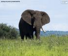 Büyük fil Afrika Savannah'ın üzerinde çim yeme